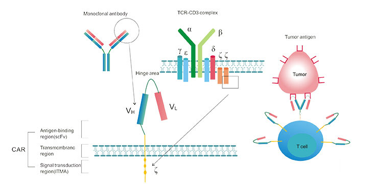 The Typical Structure of CAR-T