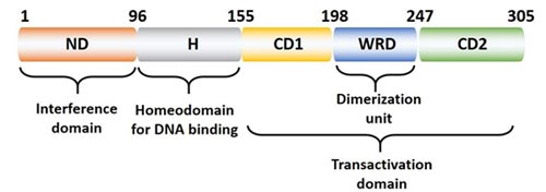 The Structure of Nanog Protein