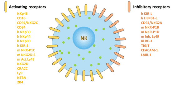 自然杀伤细胞的表面标记：激活受体和抑制受体