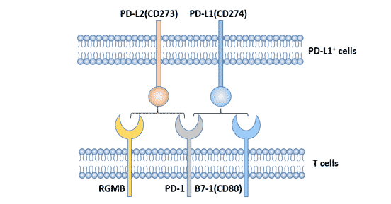 PD-1的配体