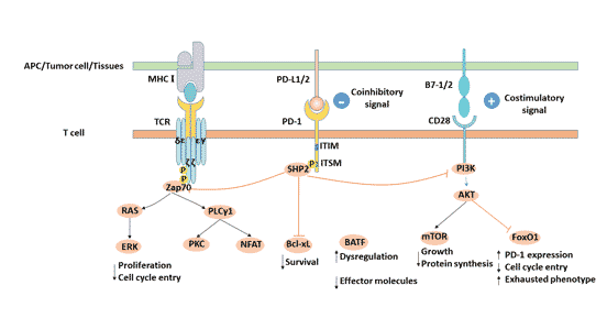 PD-L1/PD-1信号通路