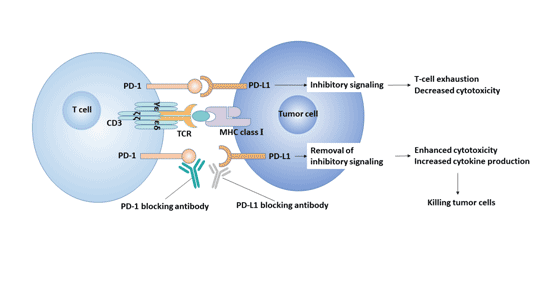 PD-1/PD-L1信号通路与肿瘤的关系