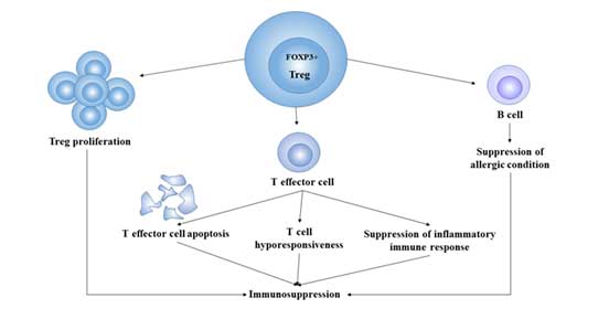 Treg细胞的免疫抑制作用