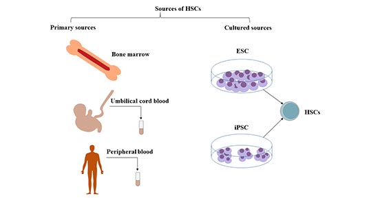造血干细胞的来源