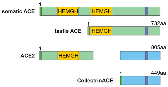 The structure comparison of ACE and ACE2