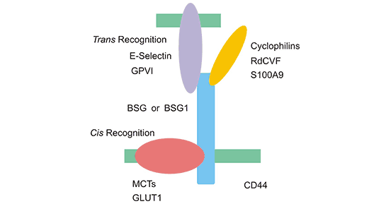 The two manners of recognizing various molecules of BSG or BSG1