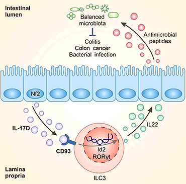 肠上皮细胞衍生的IL-17D通过与受体CD93结合，成为调节ILC3s功能和肠道稳态的关键因子
