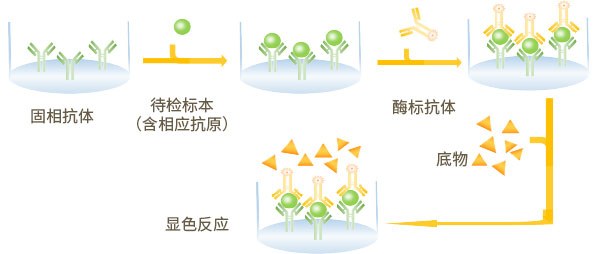 双抗体夹心法