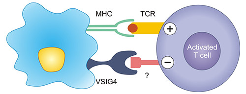 VSIG4作为T细胞抑制分子的作用