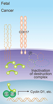 CDH17诱导Cyclin D1的产生