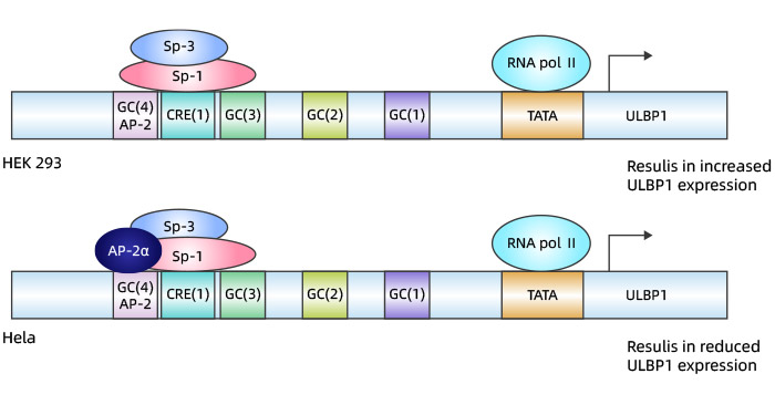 ULBP1转录调控模型