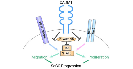 CADM1通过降低STAT3活性抑制鳞状细胞癌