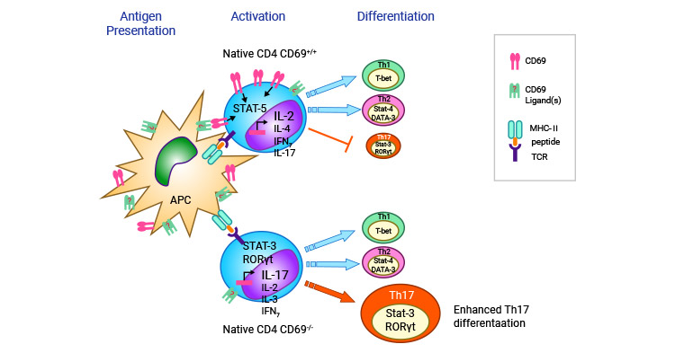 CD69调节T细胞向Th17细胞分化