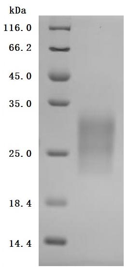 CSB-MP009438RA1 SDS-PAGE