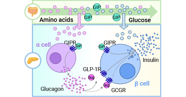 GIP和GLP-1作用于β细胞相应受体GIPR和GLP-1R