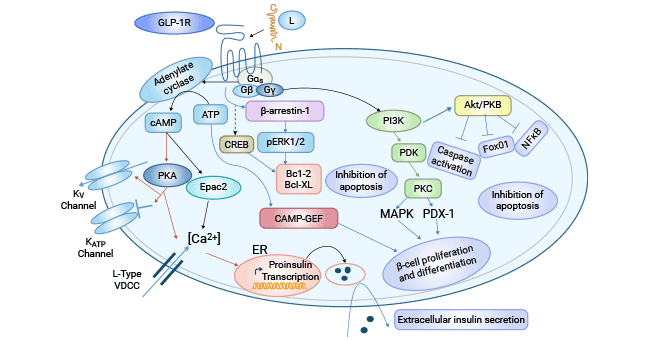 胰岛β细胞中GLP-1R调控的信号通路