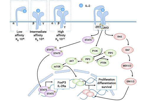 IL-2/IL-2Rα信号通路机制