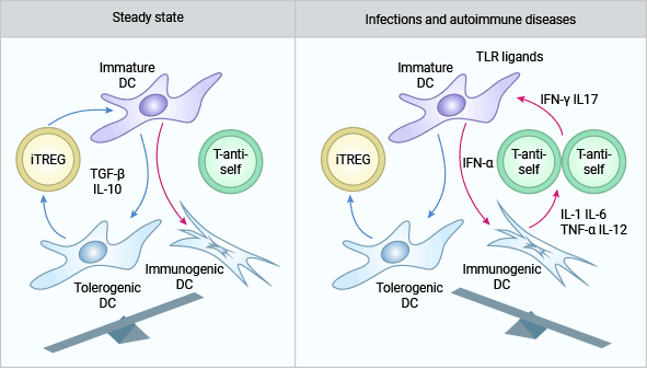 IL-10和TGF-β参与CD4+CD25+Treg（iTREG）的免疫调节作用机制