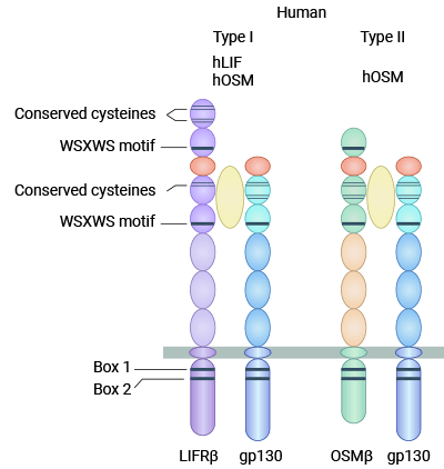 I型OSM受体（gp130/LIFRβ）和Ⅱ型OSM受体（gp130/OSMRβ）