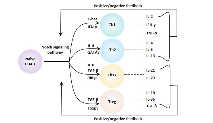 Notch信号通路与CD4+ T细胞分化