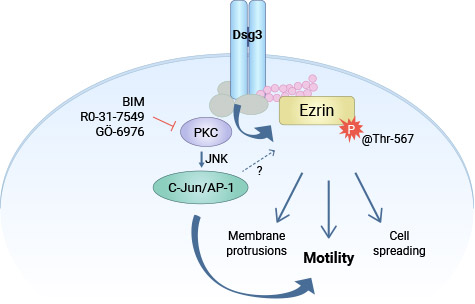 DSG3通过PKC/AP-1调控Ezrin的磷酸化，促进肿瘤细胞的浸润