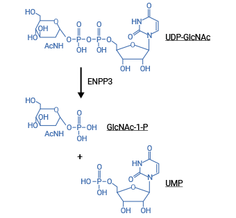 ENPP3介导的UDP-GlcNAc水解