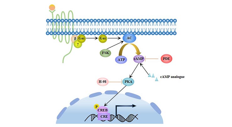 cAMP/PKA信号通路