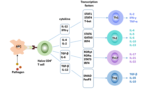 CD4+ T细胞的四个亚群