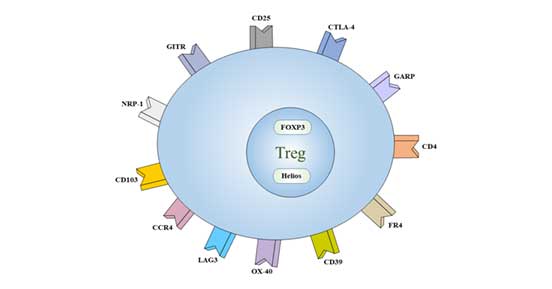 Treg的细胞标记