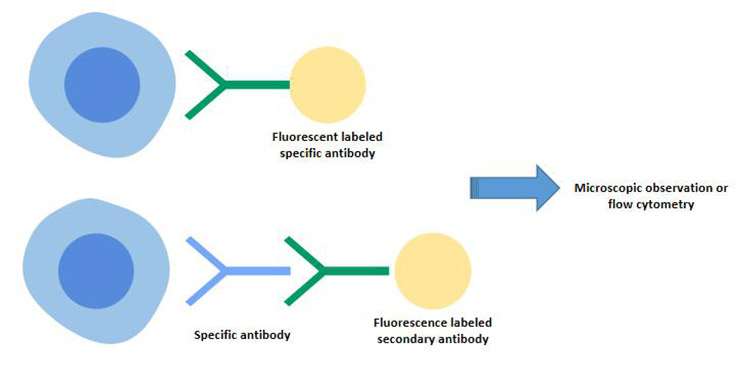 间接免疫荧光和直接免疫荧光技术