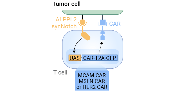 T细胞被改造，使其感知到ALPPL2时产生特定CARs，进而识别并攻击肿瘤细胞