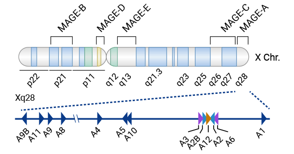 MAGE-As亚家族主要位于X染色体q28区域