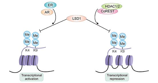 LSD1同时充当转录激活剂或抑制剂
