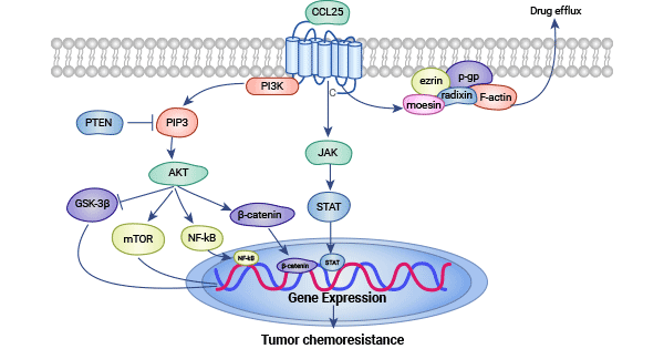 CCR9/CCL25和PI3K/AKT信号通路