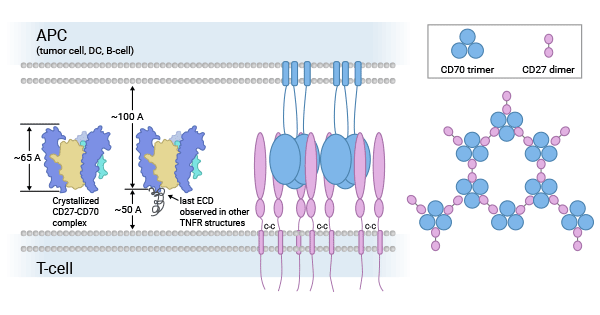 CD70-CD27配受体的生物学功能