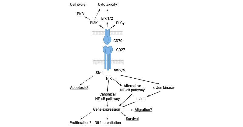 CD70相关的信号通路
