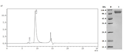 CSB-MP007125HU Purity Verified