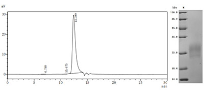 High Purity Validated by SDS-PAGE and SEC-HPLC