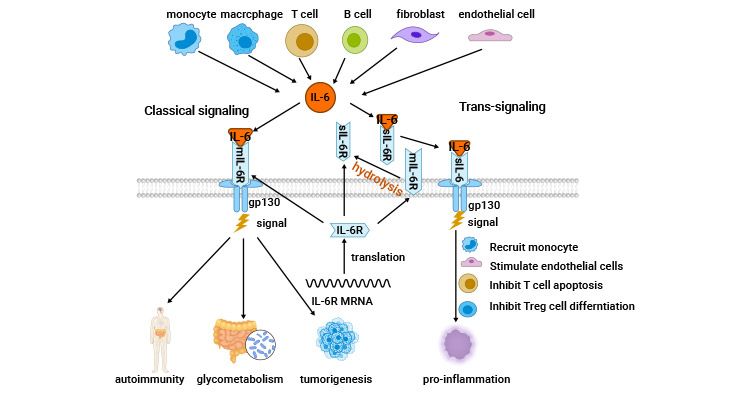 IL-6相关的信号机制