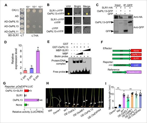 SLR1抑制OsPIL13对OsEXPA4的转录激活