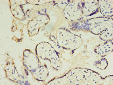 CSB-PA006055LA01HU IHC