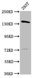 CSB-PA018313LA01HU