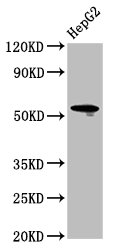 CSB-EP015308HUc7 WB