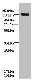 CSB-PA891989ESR2HU WB