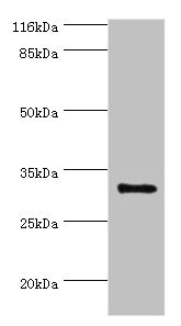 CSB-PA897100LA01HU