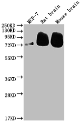 CSB-RA177574A0HU