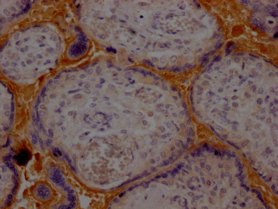 CSB-RA224179A0HU IHC-1