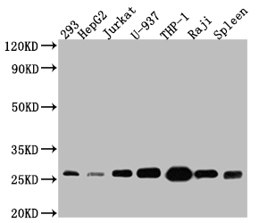 CSB-RA564360A0HU