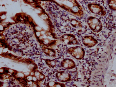 CSB-RA792129A0HU IHC-1