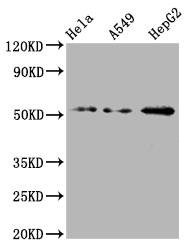 CSB-RA802124A0HU WB